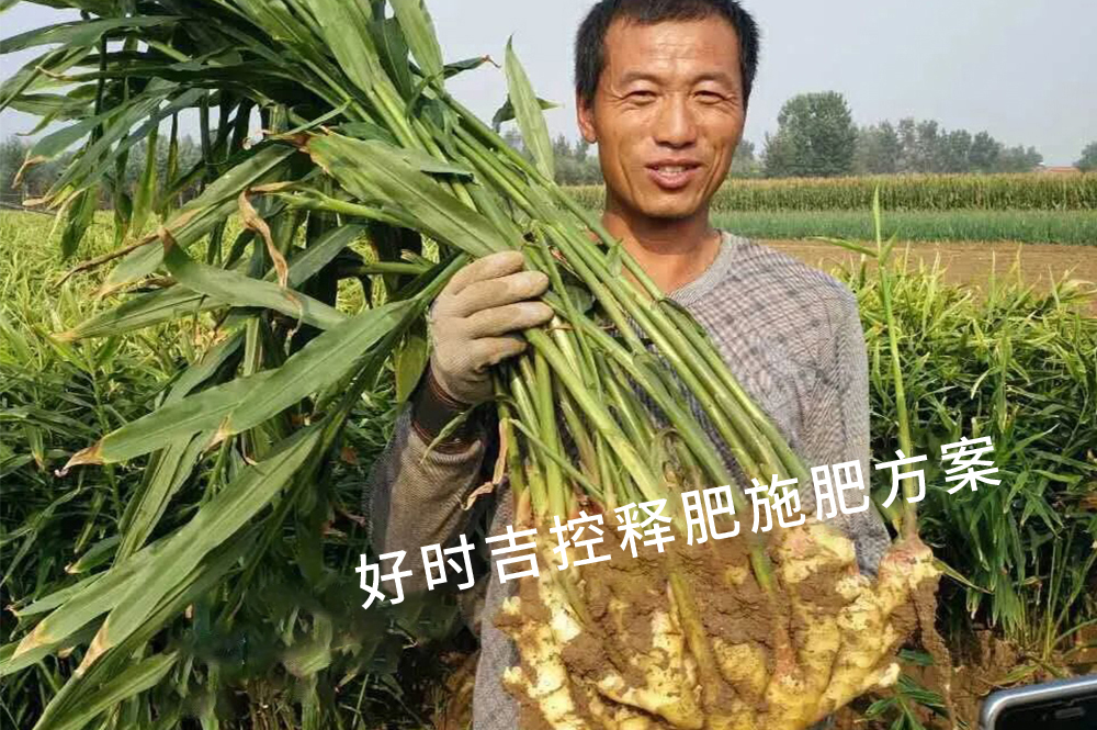 姜農(nóng)滿意，效果杠杠的！